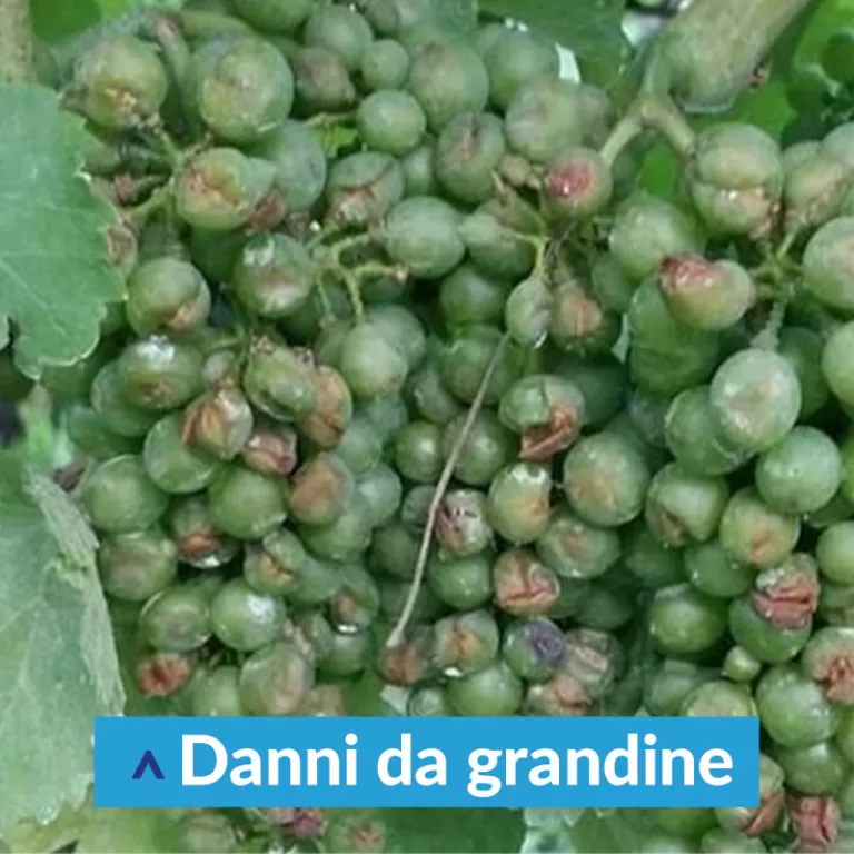 Ottima vendemmia con Idrovitis