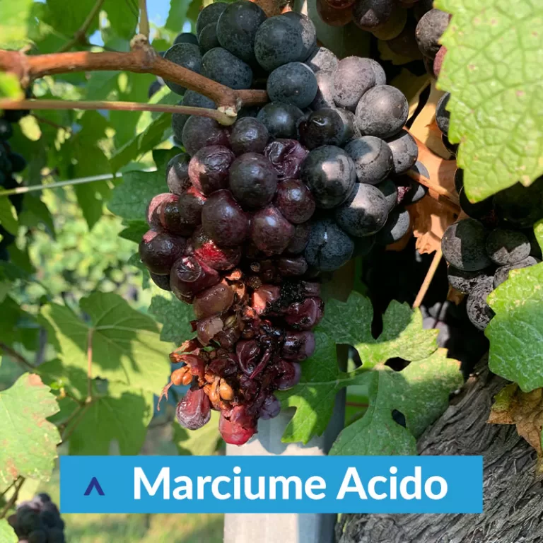 Ottima vendemmia con Idrovitis