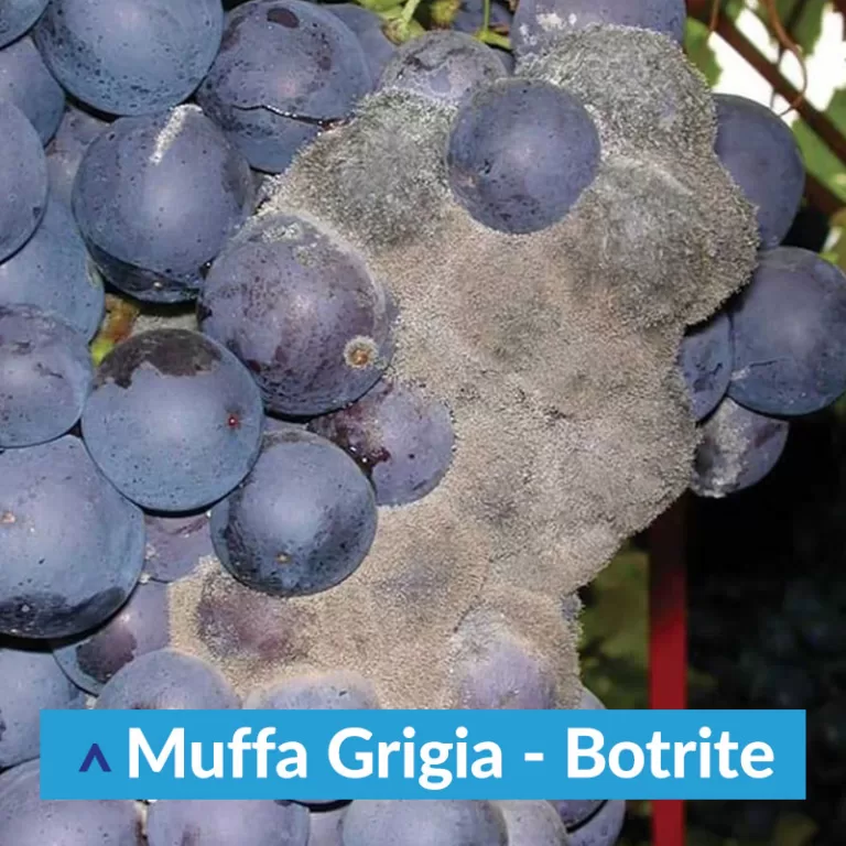 Ottima vendemmia con Idrovitis