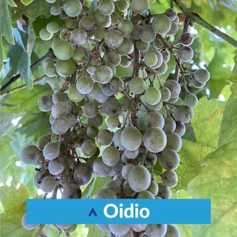 Ottima vendemmia con Idrovitis