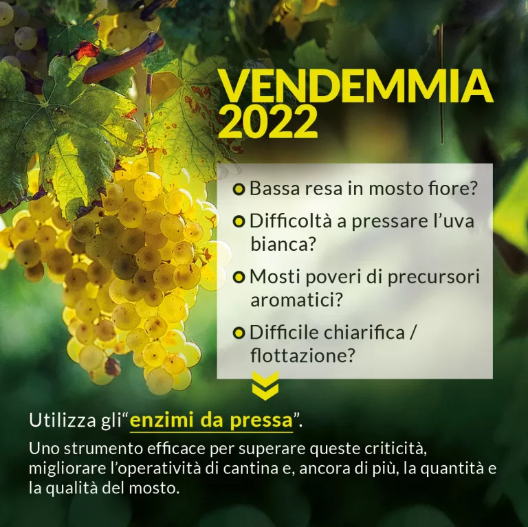 Risolvi le criticità vendemmia 2022 con gli Enzimi da pressa