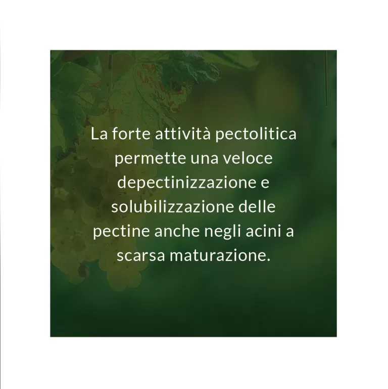 Risolvi le criticità vendemmia 2022 con gli Enzimi da pressa