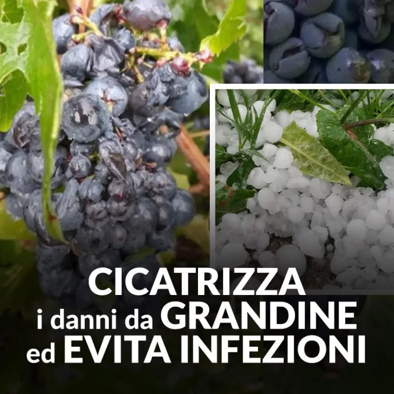 La Vendemmia con IDROVITIS