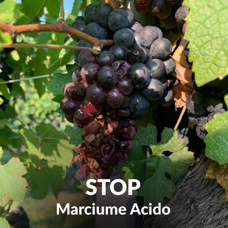 La Vendemmia con IDROVITIS