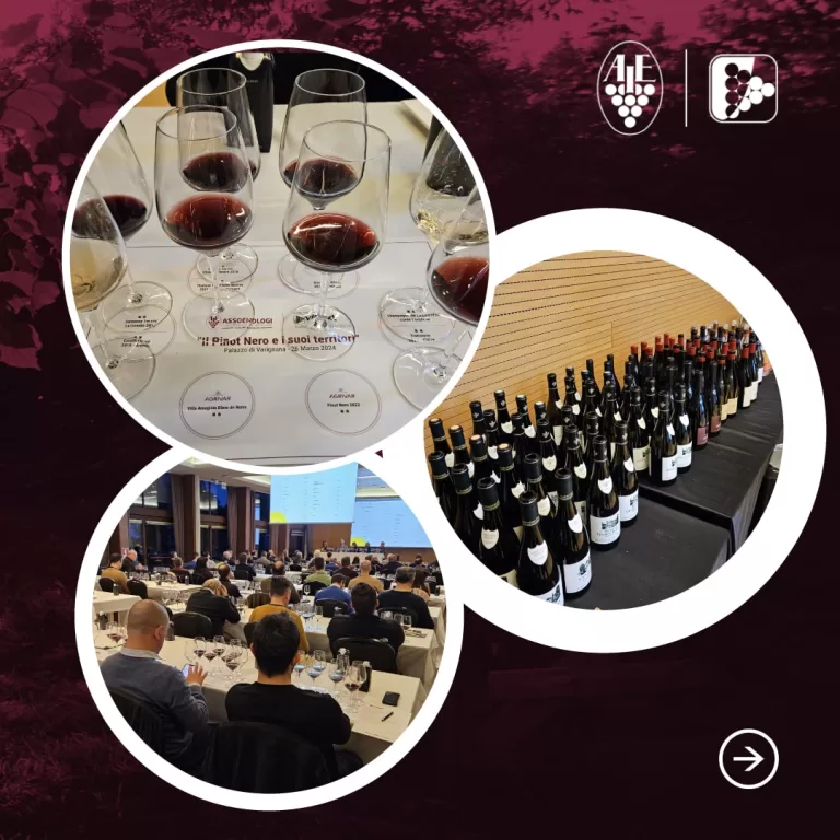 Degustazione Pinot nero e i suoi territori: dialogo e degustazione