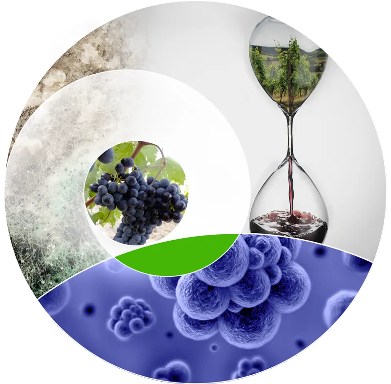IdroVitis®